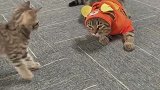 猫：妈你小子竟然敢打我，在打一下试试！