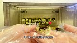 给出壳四天的芦丁鸡宝宝换个玉米芯