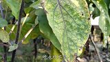摘一盆茄子上锅一蒸，这样冷冻起来，随时可以拿来吃