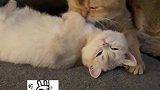小公猫居然也会犯原则性错误