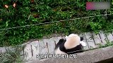 水管意外打到熊猫，熊猫越想越气跟它死磕，镜头记录搞笑过程