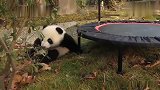 大熊猫：原来国宝都是这么玩蹦床的