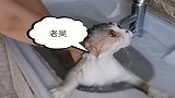 小姐姐家的猫咪不爱洗澡，被逼无奈，直接口吐人言！