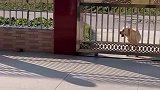 狗子偷溜出去不回家，奶奶很生气后果很严重