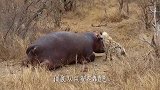 水牛深陷泥潭动弹不得，谁料鬣狗突然来了，水牛被活活掏肛致死