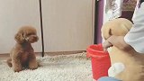 泰迪：就这教育，泰迪肯定不敢翻垃圾桶了！