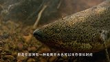 没有水也能生存下去的鱼——杜兹肺鱼