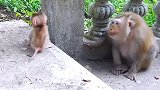 猴妈对幼崽爱护有加，稀罕不得了，太暖心了！