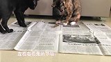 小花猫第一次看到虾无从下嘴！小黑更夸张，竟然直接上埋S动作