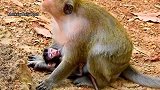 猴妈低头去亲猴宝，这一刻很温柔