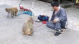 猴三棒来了。