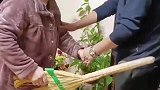 儿子和老伴儿拌嘴，老母亲给儿媳出气家法伺候