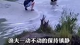 熊几次试探后将鱼抢走