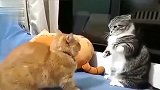 橘猫：不要笑了，看来你是没尝试我的绝招