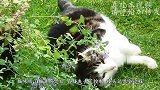 猫咪吸了猫薄荷之后，直接失去了控制，镜头记录全过程！