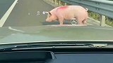 高速上捡了一头猪，今天是个好日子