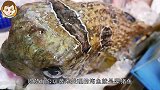 世界上最难处理的鱼，日本路边摊师傅手到擒来，一鱼三吃太过瘾！