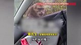 不给香蕉就拆镜！男子开车遇猴群围攻，后视镜惨遭“咔嚓”