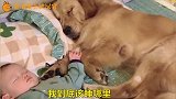 金毛居然趁主人上厕所偷偷睡在宝宝旁边，真的太可爱了