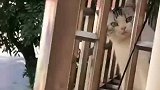 猫：对面的，你看啥呢！