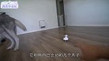 宠物通用按摩仪不仅猫咪喜欢它，就连二哈也是情有独钟