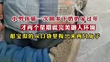 小男孩第一次回乡下奶奶家过年