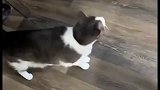 猫都懵了，看那惊恐的小眼神