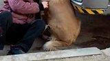 老人摔倒，狗狗守护身旁寸步不离
