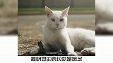 宠物冷知识，猫咪忍痛的表现是什么样的？快去看看你家主子有过吗？