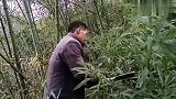 岳母说家里的粑匝小了，三哥就去砍竹子来编粑匝，以后用来蒸粑粑