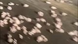 男子夜晚开车以为撒了满地棉花