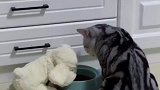 小猫咪每次吃饭都叼着自己的毛绒玩具