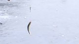 京杭大运河和岔河的冰面上，垂钓爱好者凿冰钓鱼