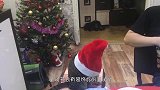 小狗狗成为圣诞礼物派送员，自己没礼物感到失落，结果都是惊喜呀