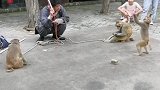 猴子报仇了