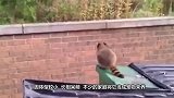 浣熊闯入民宅，进屋对着猫咪一顿撸，镜头拍下搞笑瞬间