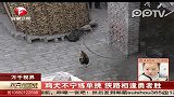 实拍大公鸡斗败院中大黑狗