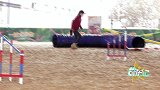 小型犬的表演秀。跳跃和绕障碍，对它来说都及其轻松小菜一碟！