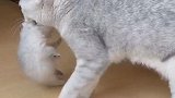 老三叼着小猫咪到处走，求小猫咪内心阴影面积