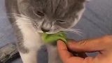 猫：买不起小鱼干，就让我天天吃树叶！