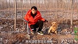 金毛在野外树林发现个发臭的麻袋，里边居然装着只羊，这啥情况？