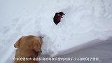 看到被大雪困住的鸡之后，狗狗扒雪奋力相救，镜头拍下全过程