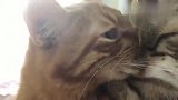狸花猫：麻麻！你家橘猫又咬我啦！怎么这么不乖呢