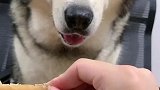 主人给洛洛分肉肉吃，看洛洛的反应太可爱了，你们忍住别笑