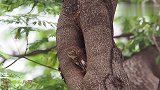 一对猫头鹰在天河公园安了家，引来了多少围观的群众？