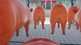 二师兄要变红烧肉？