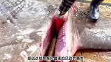 这是渔民最害怕捕到的鱼，其中的原因却很奇葩