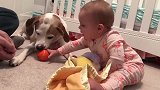 狗是人类的好朋友看一看宝宝们，是如何跟狗相处的吧！