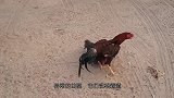 斗鸡偶遇红腹锦鸡，结果被打得满地找牙，不愧是我们的国鸟