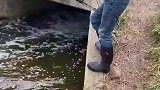 弓箭射鱼见过吗，今天算是涨见识了